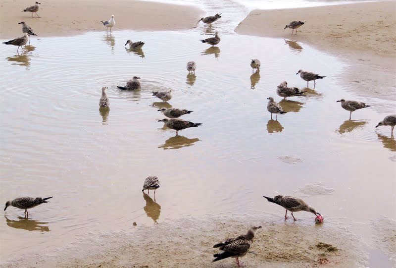 Una plaga de gaviotas