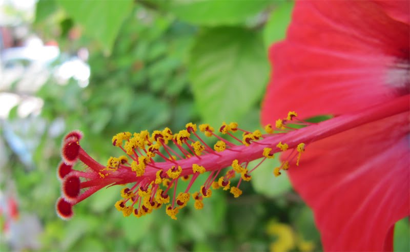 Belleza ignorada